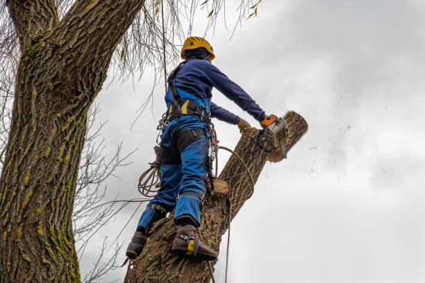 Professional Tree Service in Simpson, PA